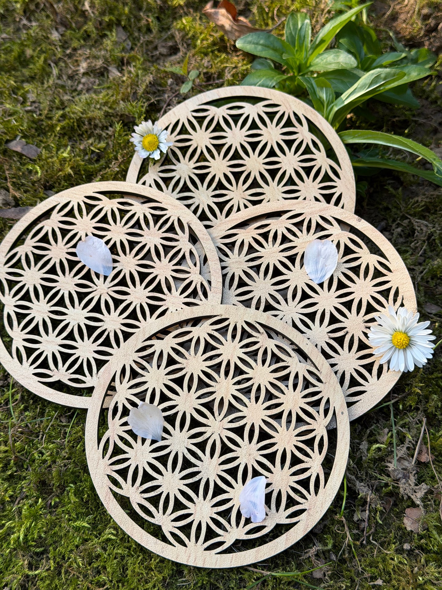 FLEUR DE VIE RECHARGEMENT